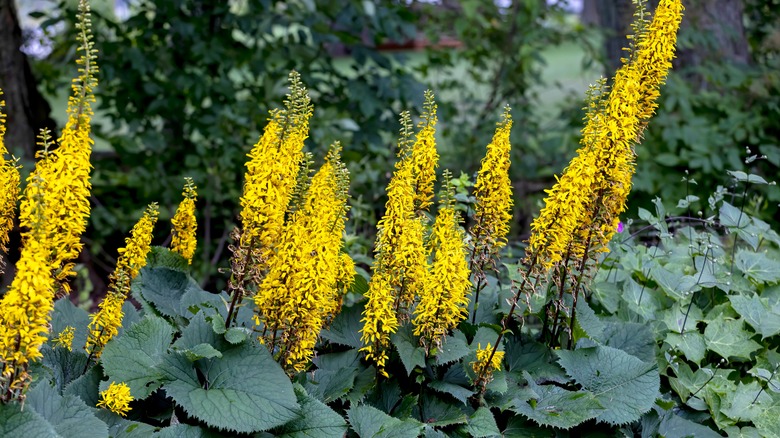 Yellow ligularia flowers