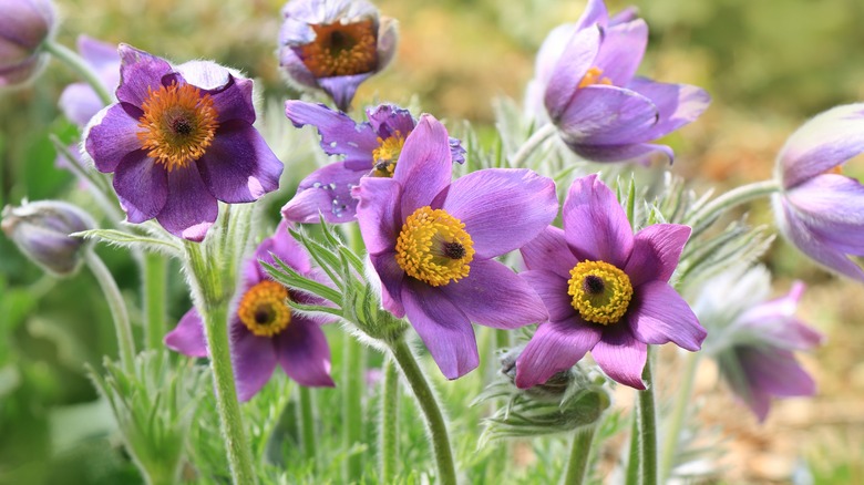 Purple pasque flower