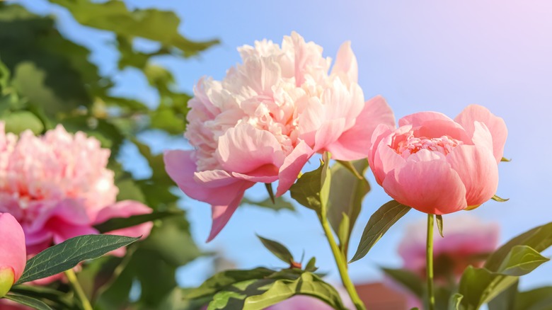 Pink peonies blooming