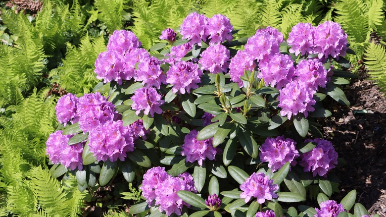 Purple flowering rhododendron shrub
