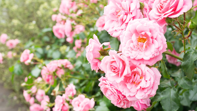 Pink rose bush