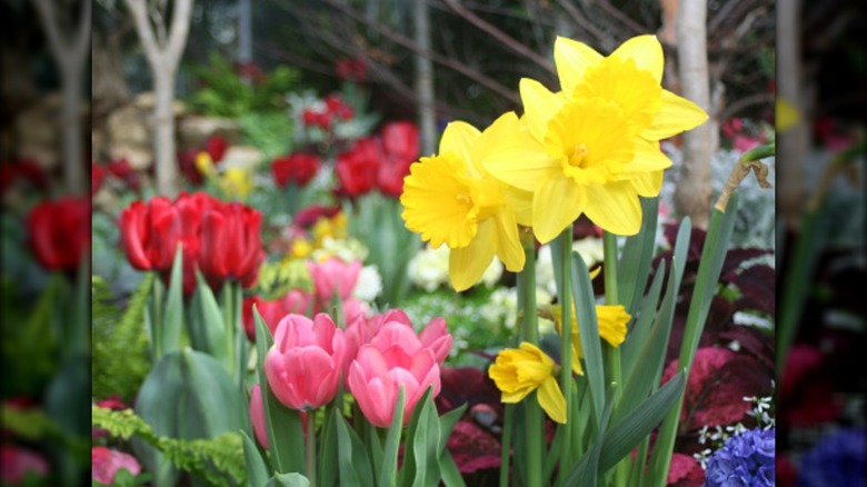 Daffodils and tulips