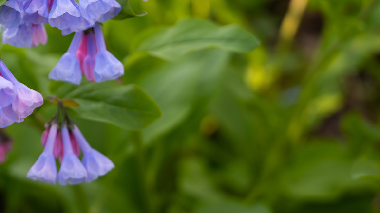 Virginia Bluebells