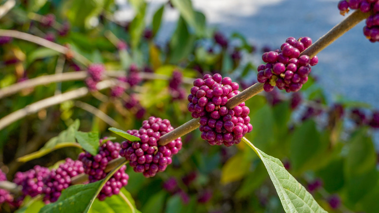 closeup of beautyberries