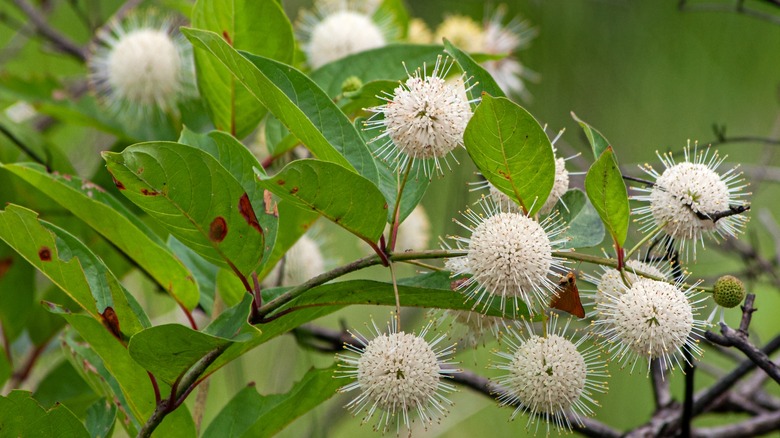 buttonbush flowers on shrub