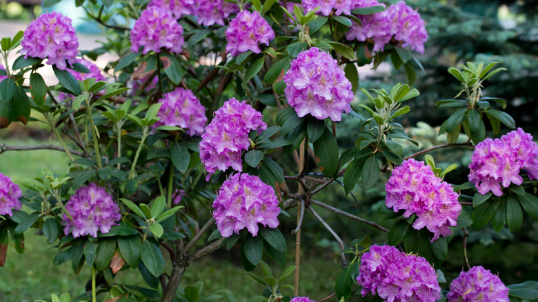 Catawba rhododendron shrub