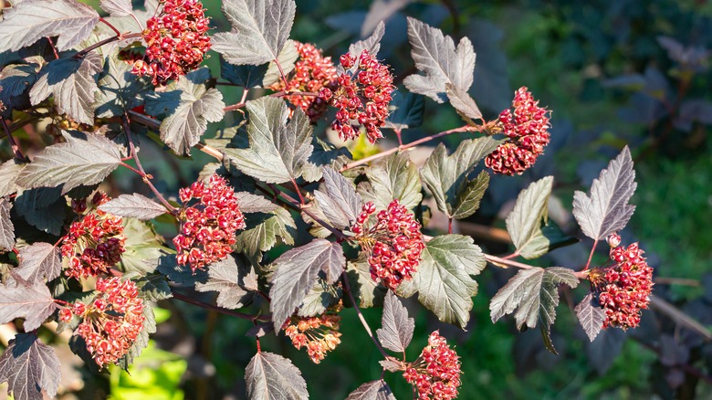 common ninebark shrub with berries