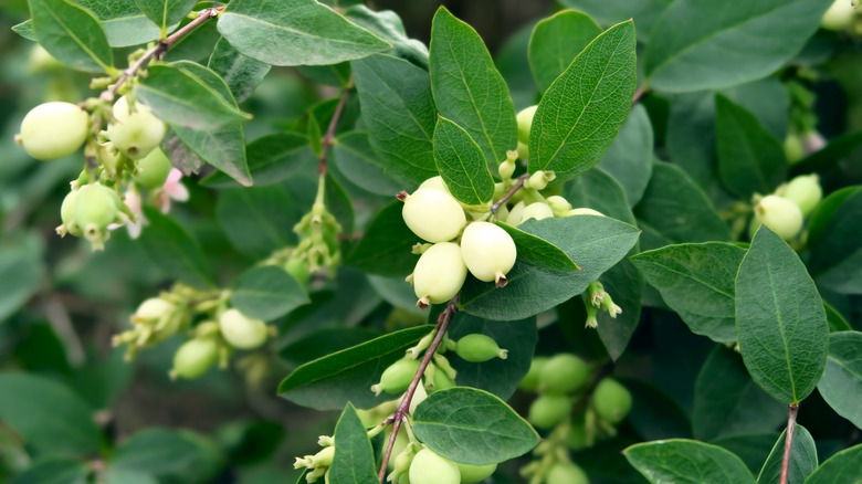 berries on common snowberry shrub