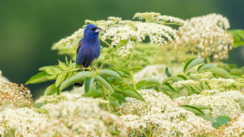 bird perched on elderberry shrub