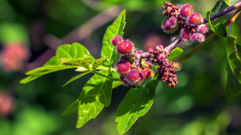 fragrant sumac berries