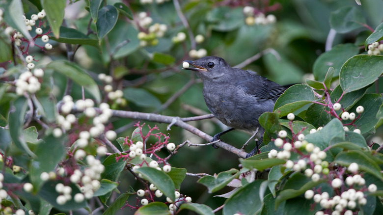 bird eating gray dogwood berry