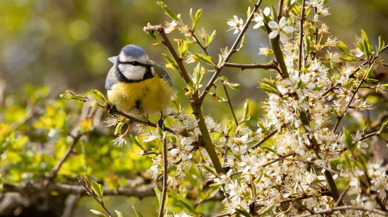 bird perched in green hawthorn