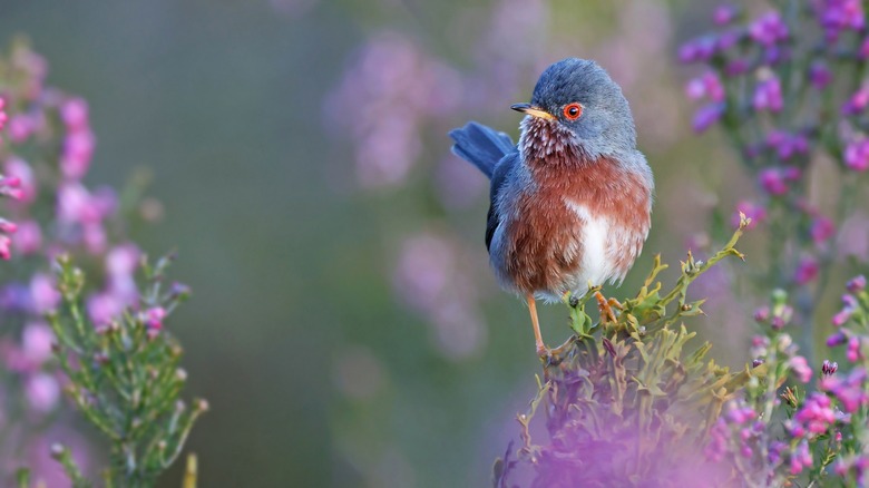 bird sitting on purple shrub