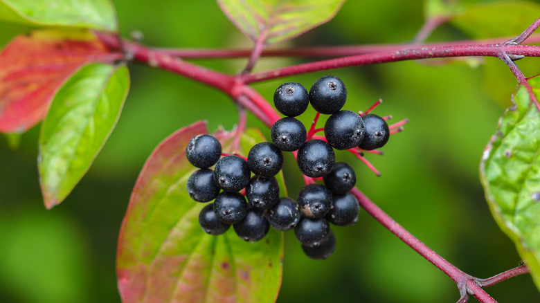 nannyberry berries on red stem