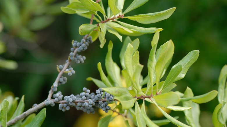 berries on northern bayberry shrub