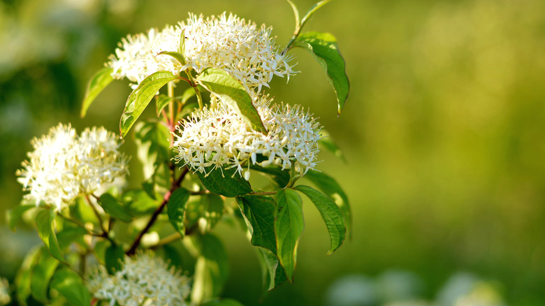 white pagoda dogwood flowers