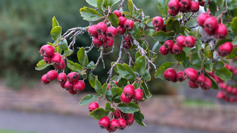 berries on possumhaw shrub