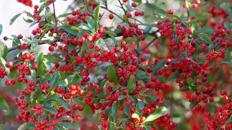 Red chokeberries on shrub