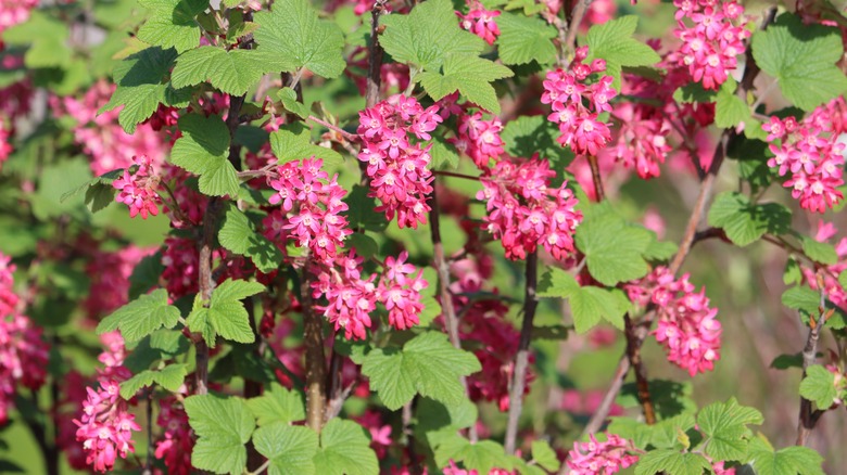 pink red-flowering currant flowers