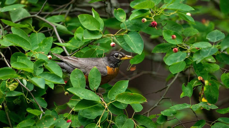 bird in serviceberry shrub