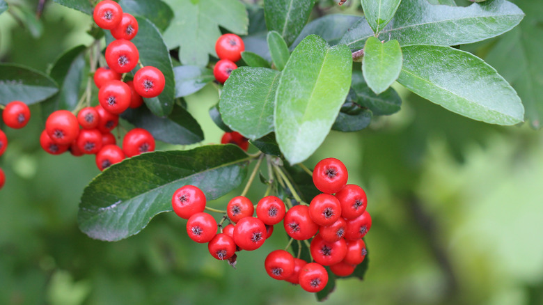 berries on buffaloberry plant