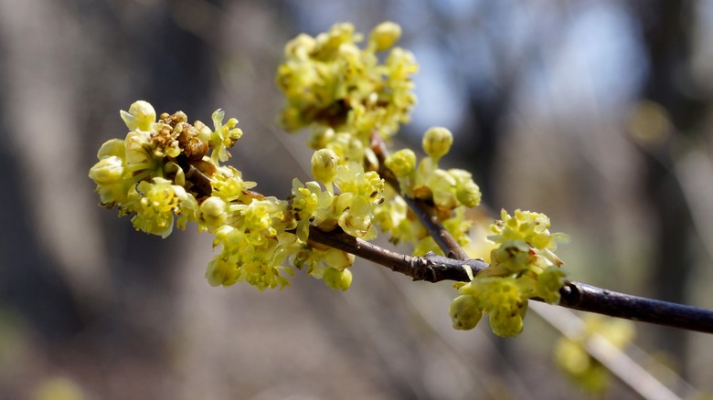 yellow spicebush flowers