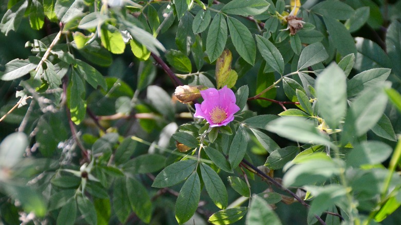 swamp rose on shrub