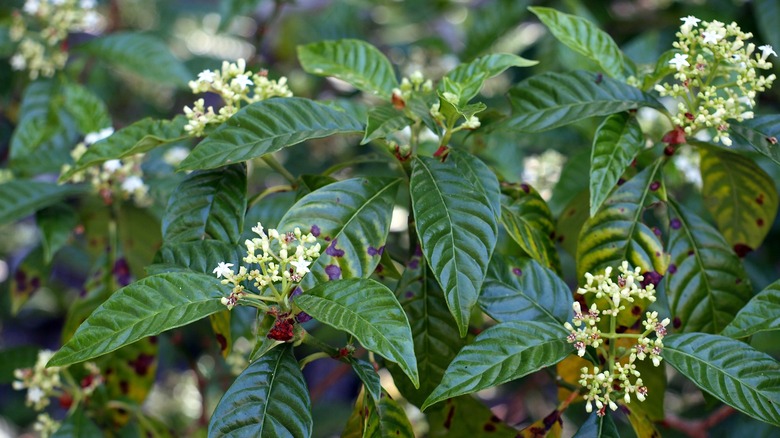 flowers on wild coffee plant