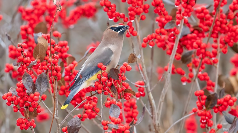 bird perched in winterberry bush