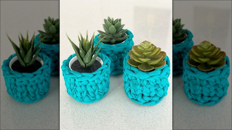 succulents with teal crocheted covers