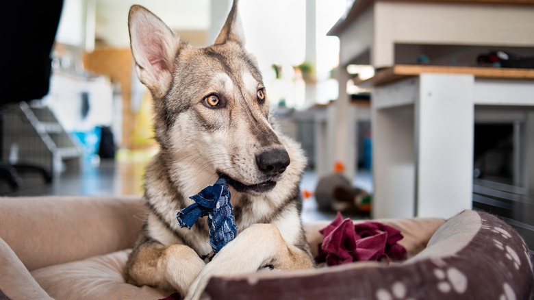 dog chewing on denim toy