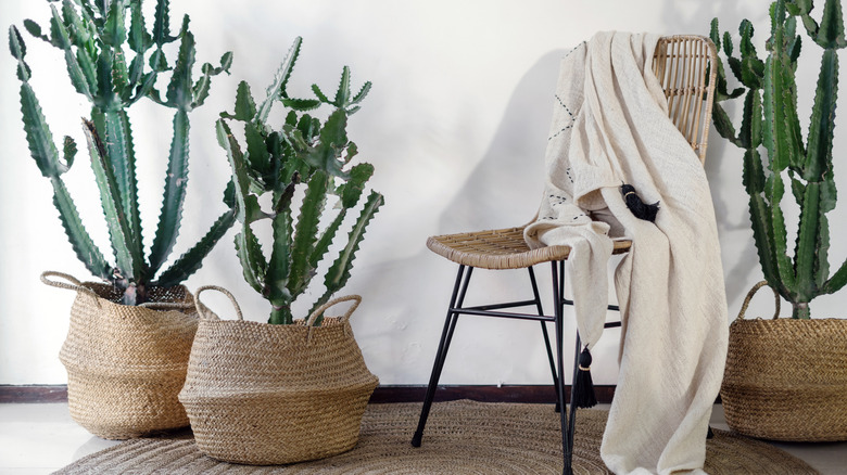 Cacti planted in woven baskets