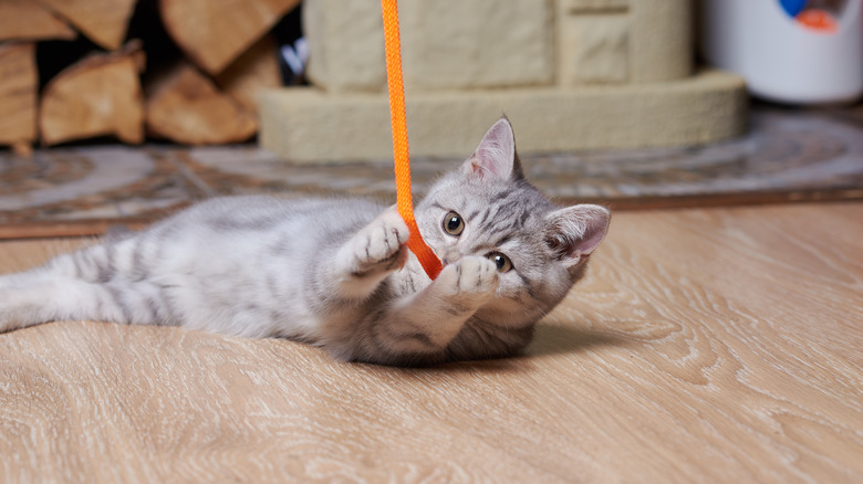 cat playing with orange shoelace