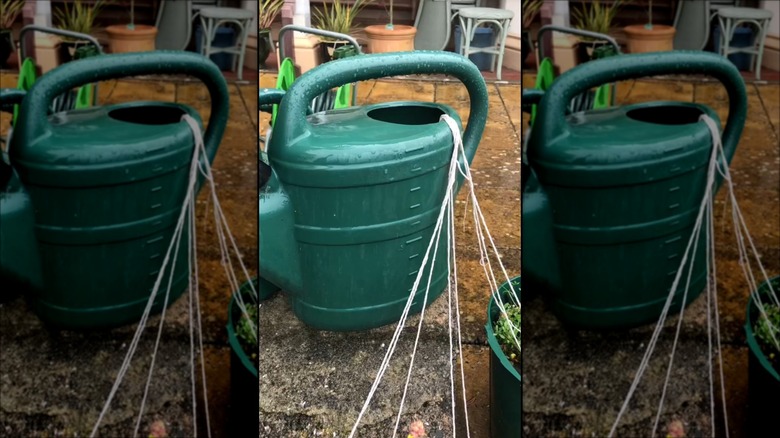 shoelaces in watering can