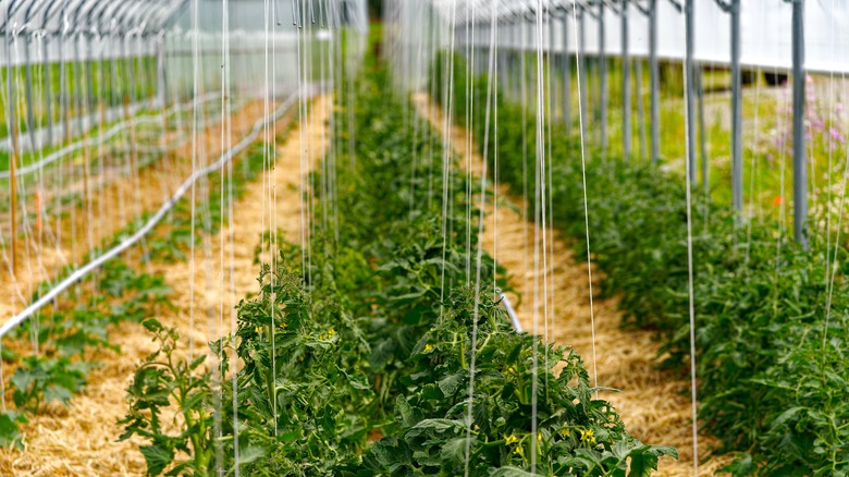 tomato plants with string trellis