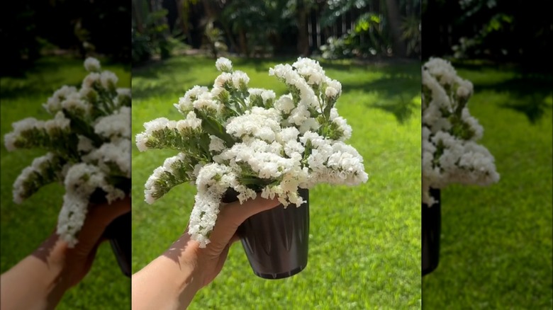 white flowers in black plastic cup