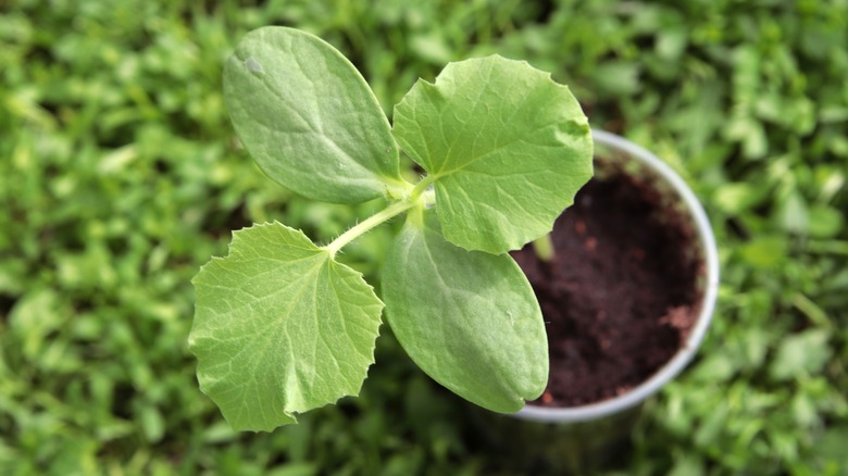 seedling in clear plastic cup