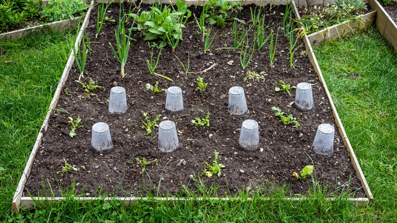 plants covered by plastic cups