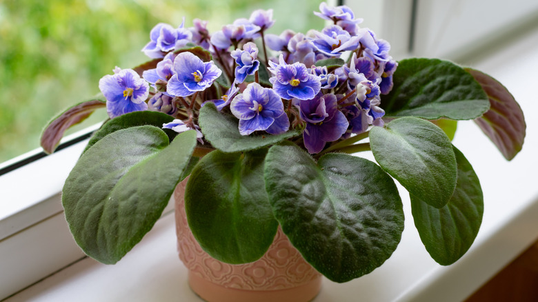 African violet blooming on sill