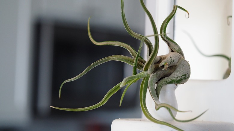 Air plant on a shelf