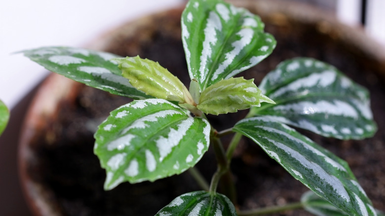 Aluminum plant with silver-green foliage