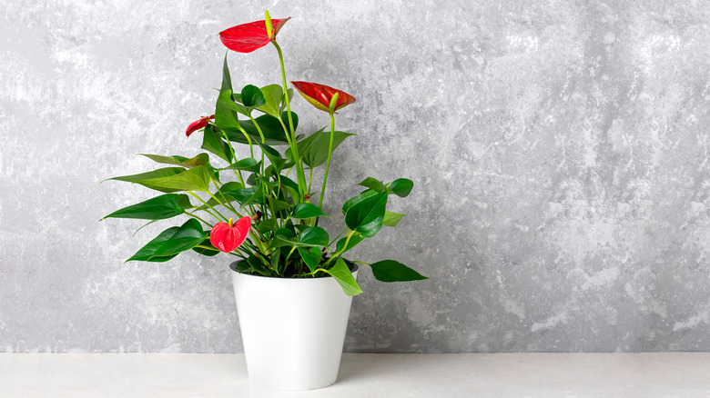 Anthurium with red flowers