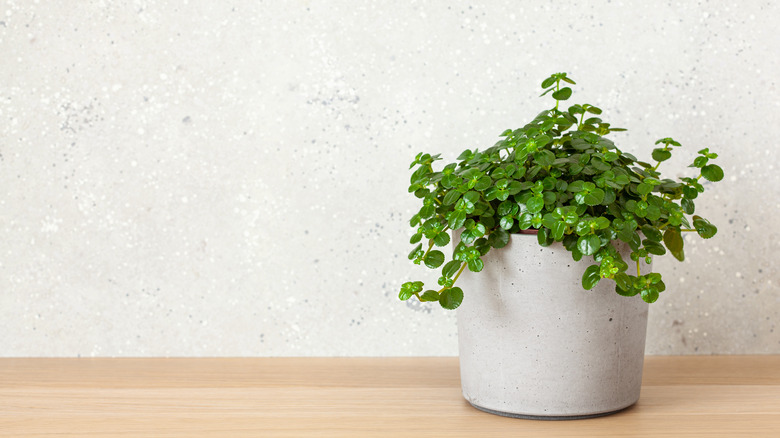 Potted baby tears plant