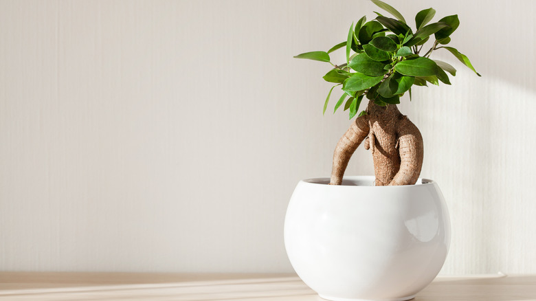 Chinese banyan bonsai tree potted