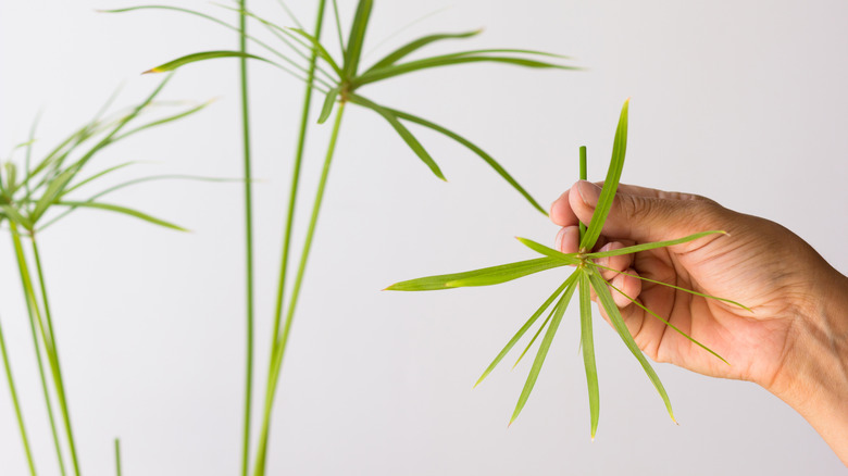 Dwarf papyrus plant foliage