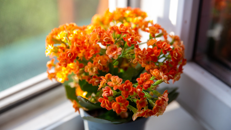 Flaming Katy with orange flowers