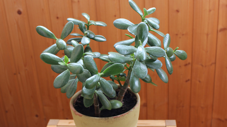 Jade plant with glossy foliage