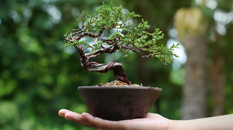 Juniper bonsai tree potted