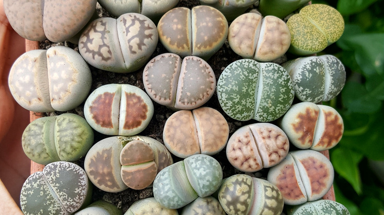 Living stones in  many colors