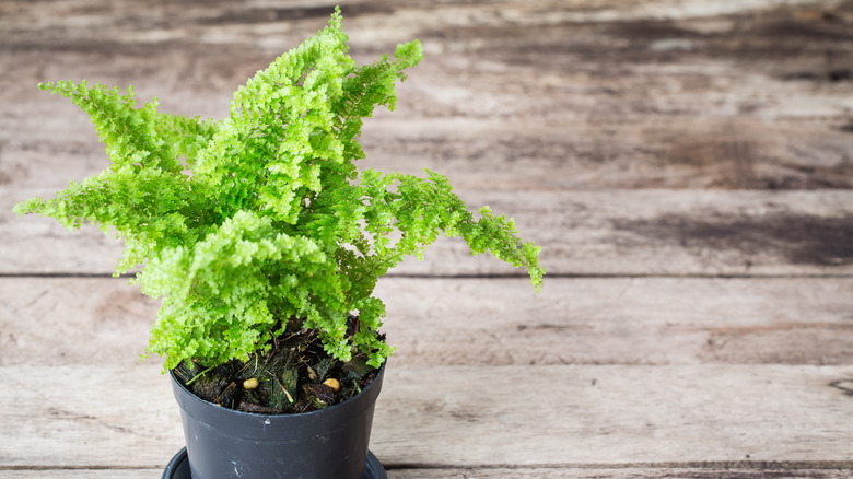 Maidenhair fern in a pot